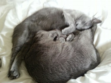 Eros och Boris sover