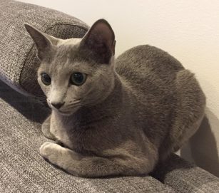 S* Ärke Ängelns Camren Russian Blue
